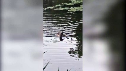 Mother duck left impaled by crossbow dart two days after shot by thug