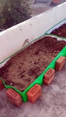 Start your own kitchen garden  on rooftop. It's best time to start a kitchen garden in September.