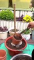 Succulent DIY Ideas 多肉植物- 다육이들 - Suculentas