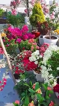 terrace garden overview part 9 - bougainvillea flowers blooming - summer gardening - #gardening