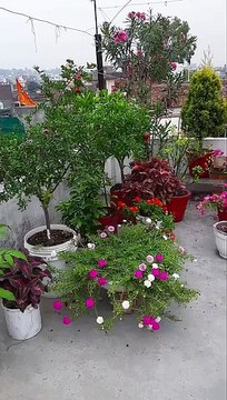 terrace garden overview part 15 - #garden #gardening #nature #shorts #viral