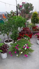 terrace garden overview part 15 -  #garden #gardening #nature #shorts #viral