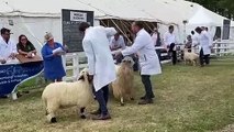 Sheep section judging at the Royal Cornwall Show 2023