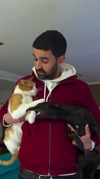 Dog Persists to Pester Cat