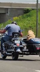 Motorcyclist Rides With Dog in Side Car