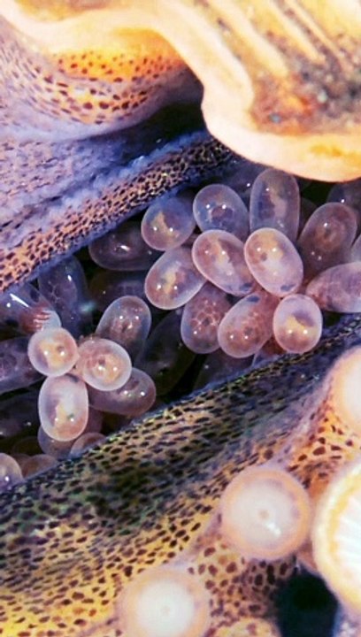 Octopus Lays Eggs Inside Seashell - video Dailymotion