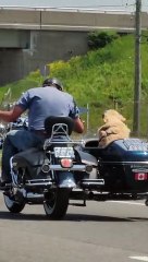 Motorcyclist Rides With Dog in Side Car