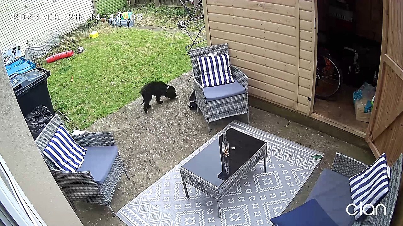 Bunny Bullies Poor Puppy