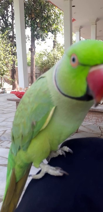 Cute Talking Parrot