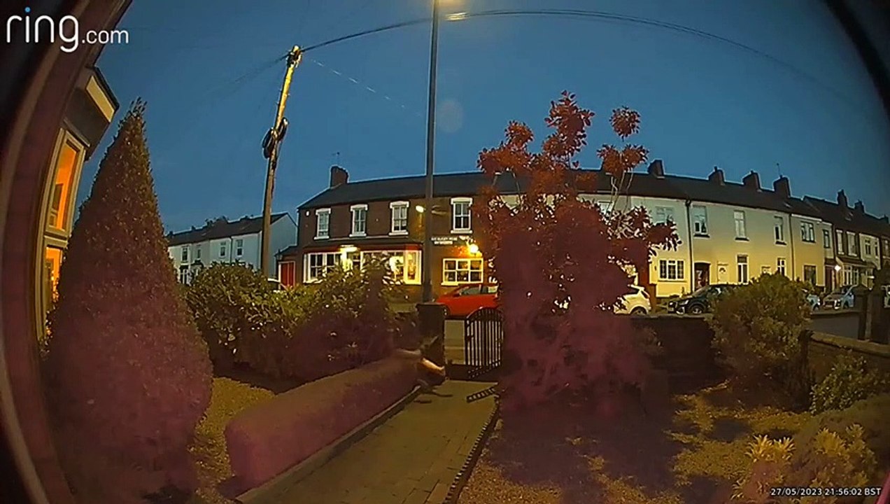 Guy Loses His Footing and Falls Into Bush