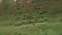 Nesli tehlikedeki dağ keçileri sürü halinde görüntülendi