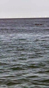 Dolphins spotted off Fleetwood coast, Lancashire