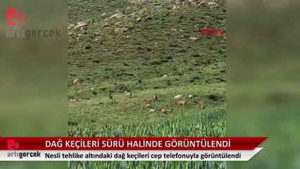 Dağ keçileri sürü halinde görüntülendi