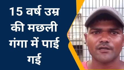 देखिये गंगा नदी से निकली गौच मछली को देखकर दंग रह जाएंगे आप, भेजी गई दिल्ली