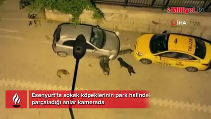 Esenyurt’ta sokak köpeklerinin park halindeki aracı parçaladığı anlar kamerada