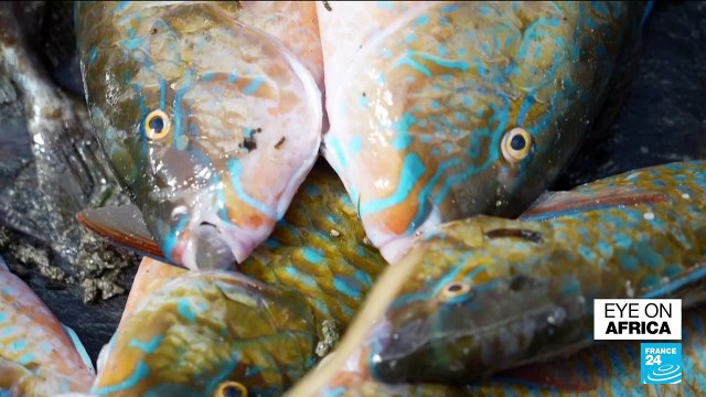 World Oceans Day: Kenyan fishermen pay cost of industrial fishing