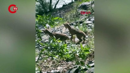 Anneleri ölen yaban keçisi yavrularına sütanne bulundu