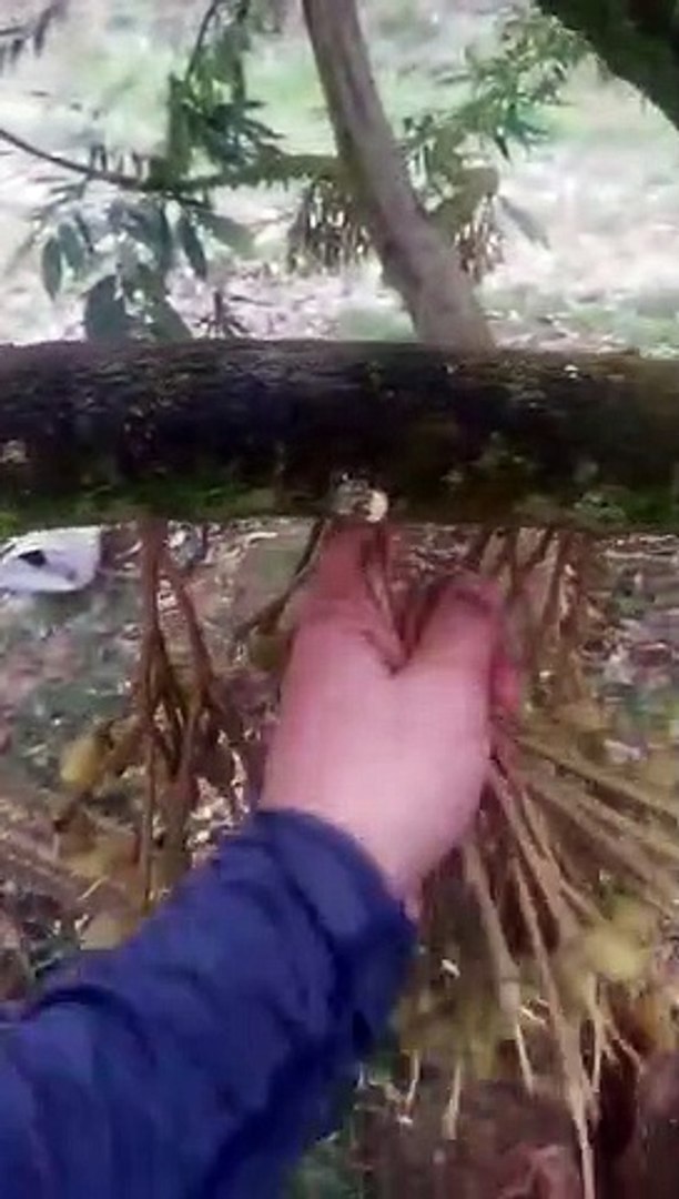 天气炎热 农民割花保弱树