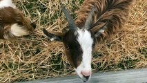 Goats at Royal Cornwall Show 2023