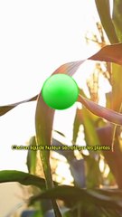 Pourquoi est-ce qu'on aime autant l'odeur de la pluie ?