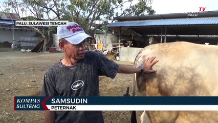 Arjuna, Sapi Pilihan Jokowi Untuk Diqurbankan Saat Idul Adha Nanti