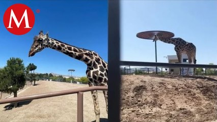 Piden salvar a jirafa en parque de Ciudad Juárez por vivir en malas condiciones