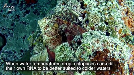 Octopuses Can Edit Their Own Genetic Code In Hours to Adapt to a Changing Environment