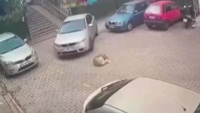 Yerde yatan köpeği göz göre göre ezdi!