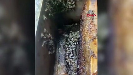 Ayı, Rize'deki Alabalık Tesisi'nde Arı Kovanındaki Balı Yedi