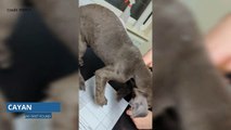 Neglected puppy nursed back to health