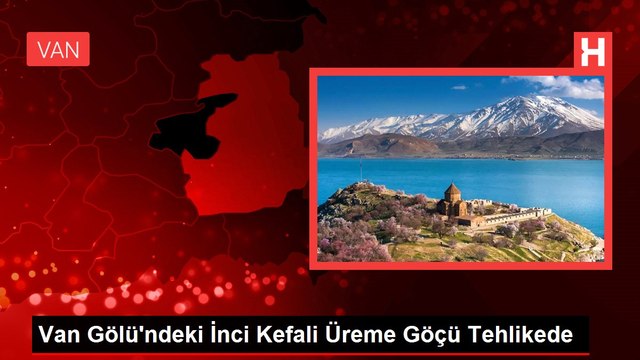 Van Gölü'ndeki İnci Kefali Üreme Göçü Tehlikede