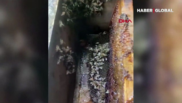 Arı kovanındaki balı yiyen ayı, cep telefonu kamerasıyla görüntülendi