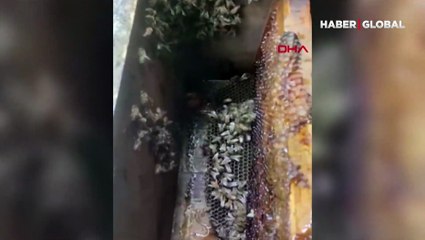 Arı kovanındaki balı yiyen ayı, cep telefonu kamerasıyla görüntülendi