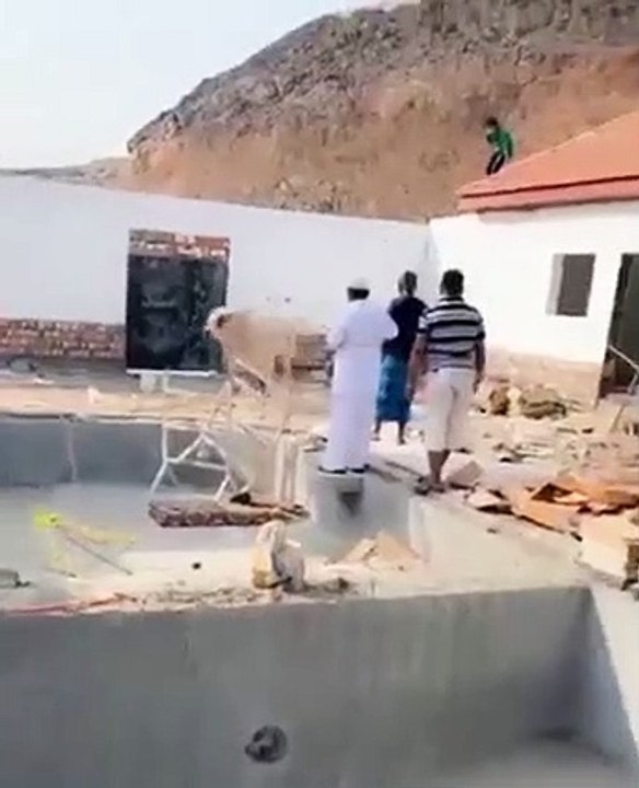 Dangerous Bull