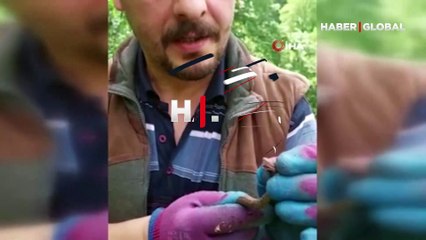 Rize’de yavru bir yılan yakalayan iki kardeşin güldüren diyaloğu: Biz de öyle öldürmek yok...