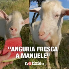 Manuele, la capra che ama mangiare l'anguria