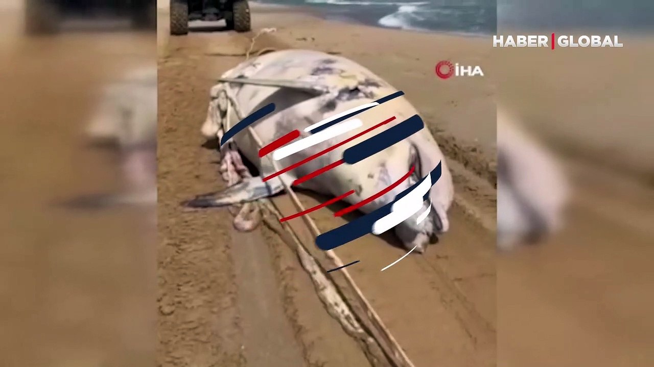 Sarıyer’de ölü yunus kıyıya vurdu... "Çok üzüldük, yunus balığı insanlara en yakın ve en akıllı canlı"