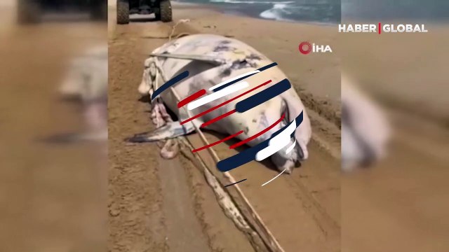 Sarıyer’de ölü yunus kıyıya vurdu... Çok üzüldük, yunus balığı insanlara en yakın ve en akıllı canlı