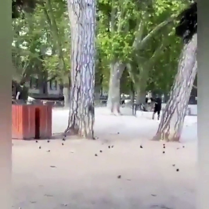 Fransa'da Suriye uyruklu kişi parktaki bebekleri bıçakladı! İkisinin durumu ağır