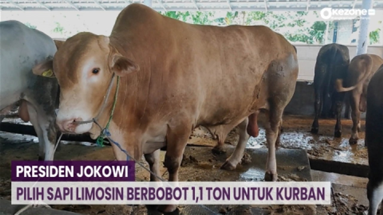 Presiden Jokowi Pilih Sapi Limosin Berbobot 1,1 Ton Untuk Kurban di Bangka Belitung
