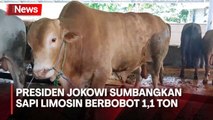Presiden Jokowi Sumbangkan Sapi Limosin Berbobot 1,1 Ton Untuk Kurban di Bangka Belitung