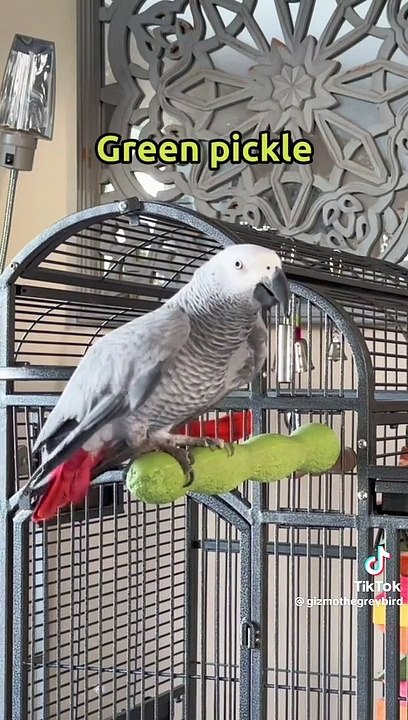 African grey parrot