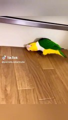 Smart parrots
