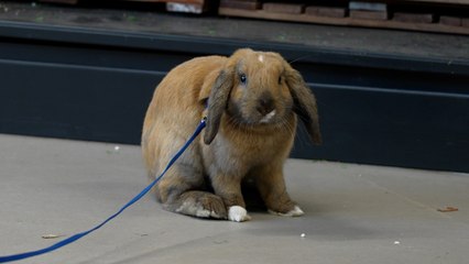 Pumba, le petit lapin qui se balade en liberté dans les allées du Truffaut Montparnasse