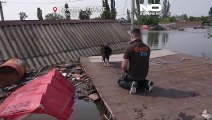 Grupos de voluntários salvam centenas de animais das cheias em Kherson