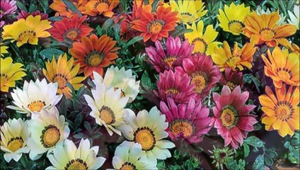 African Daisy