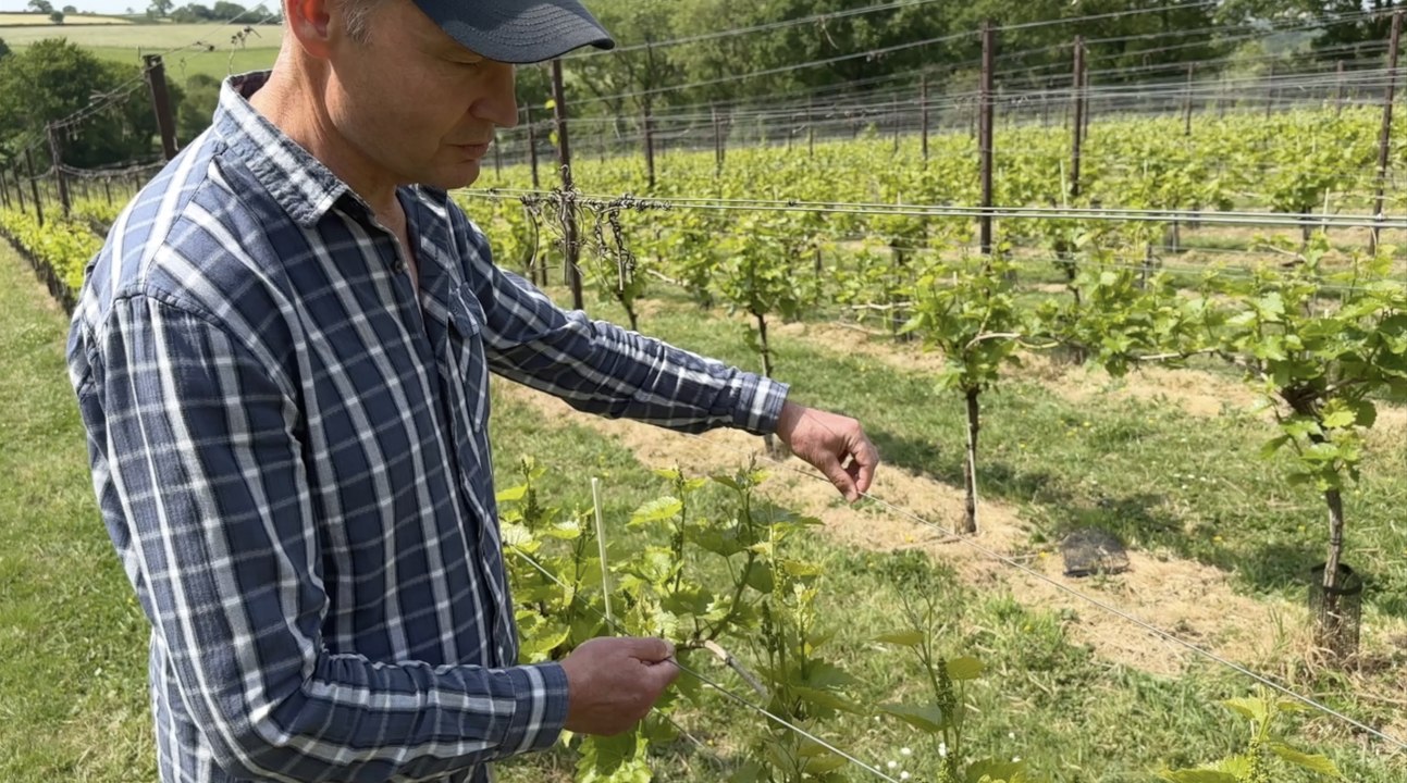 Wales’ growing wine industry