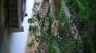 अलवर शहर की एक कॉलोनी के मकान में दस्तक देकर वापस जंगल में लौटा बाघिन का शावक,देखे वीडियो