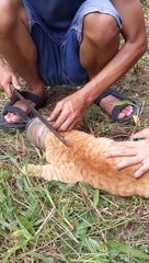 Une tête de chat orange sauvée d'un bocal en plastique