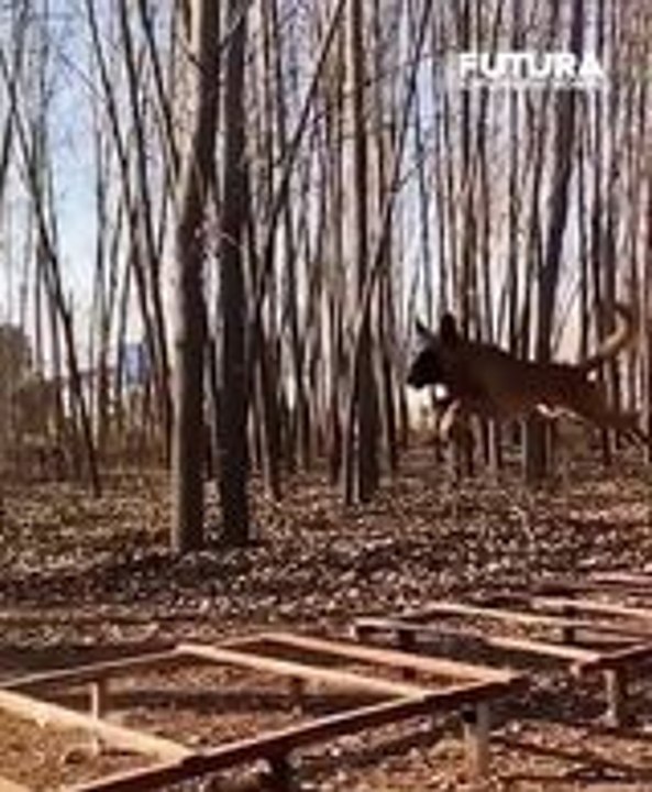Les Malinois en action : Un spectacle d'agilité époustouflant sur un parcours sportif !